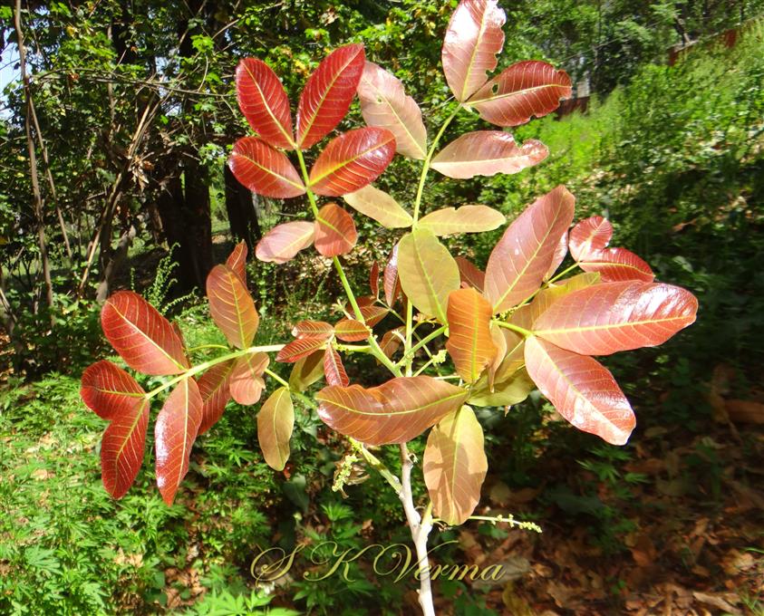  Shoot with young leaves